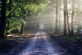 road in forest